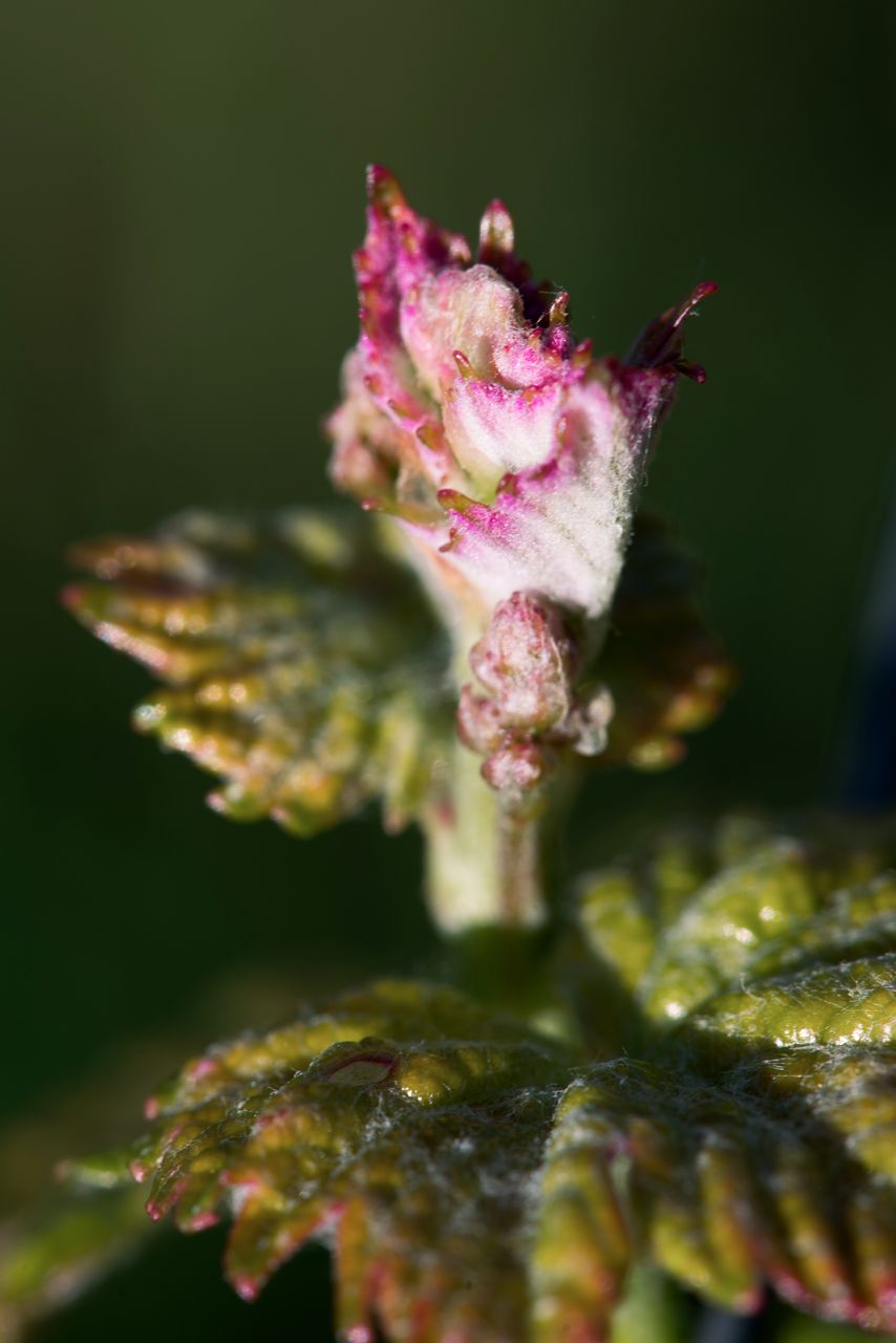 Vignoble Macro 4-Feuilles sorties 0807